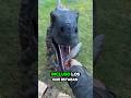 El DINOSAURIO Entró A La Ciudad Saphiravelociraptor IG TT YT