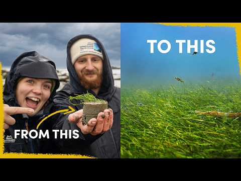 Our Strange Plan To Restore This Ruined Mudflat