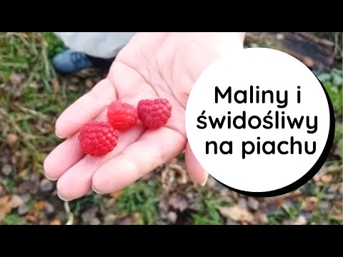 🍁Jesienne🍂 sadzenie malin i świdośliwy na piachu pod drzewami🙈 czy znalazłam dobry patent na suszę❓