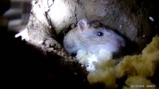 brown rat sniffs flashlight