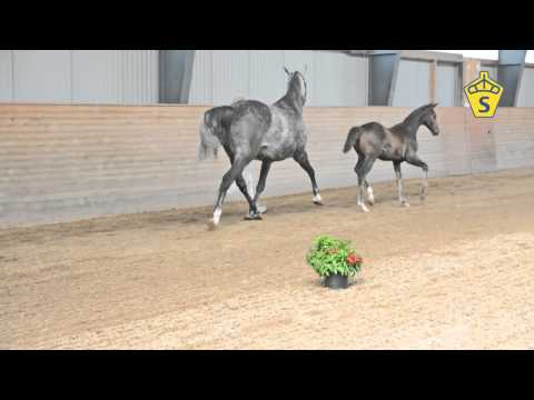 SWB Elitfölauktion 2015 - 14. Perfect Rouet F e. Favorit Ask - Balou du Rouet