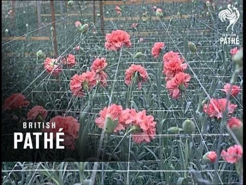 Carnation Farm (1966)