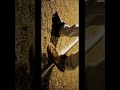 Jersey Bgm WhatsApp Status