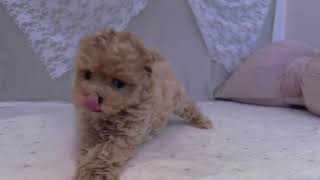 ハーフ犬の動画01