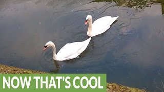 animale lebedele - apa inghetata