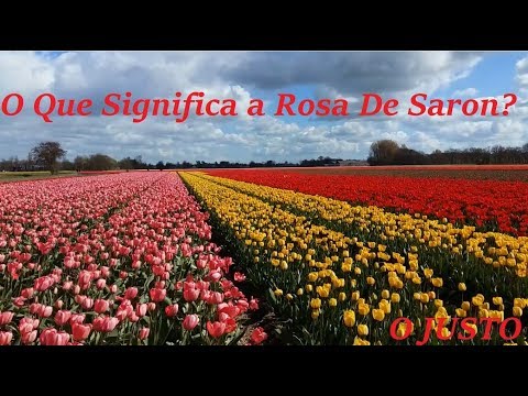 download lagu mp3 mp4 Flor Rosa De Saron, download lagu Flor Rosa De Saron gratis, unduh video klip Flor Rosa De Saron