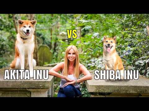 AKITA INU vs SHIBA INU - Aggressive Hunting Dogs?