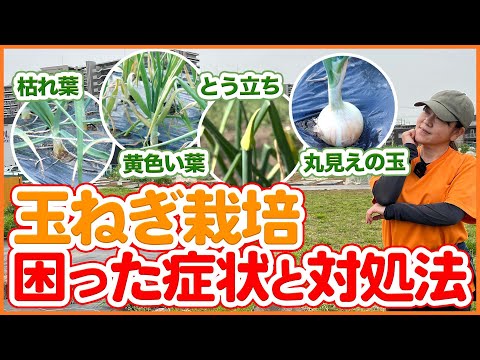 タマネギのウジ虫を取り除く方法は？ヒント、症状、治療法  庭園