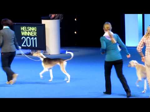 Salukis presented in Helsinki-Winner 2011