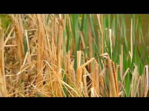 Můj Ota Pavel -  přiroda Martinice