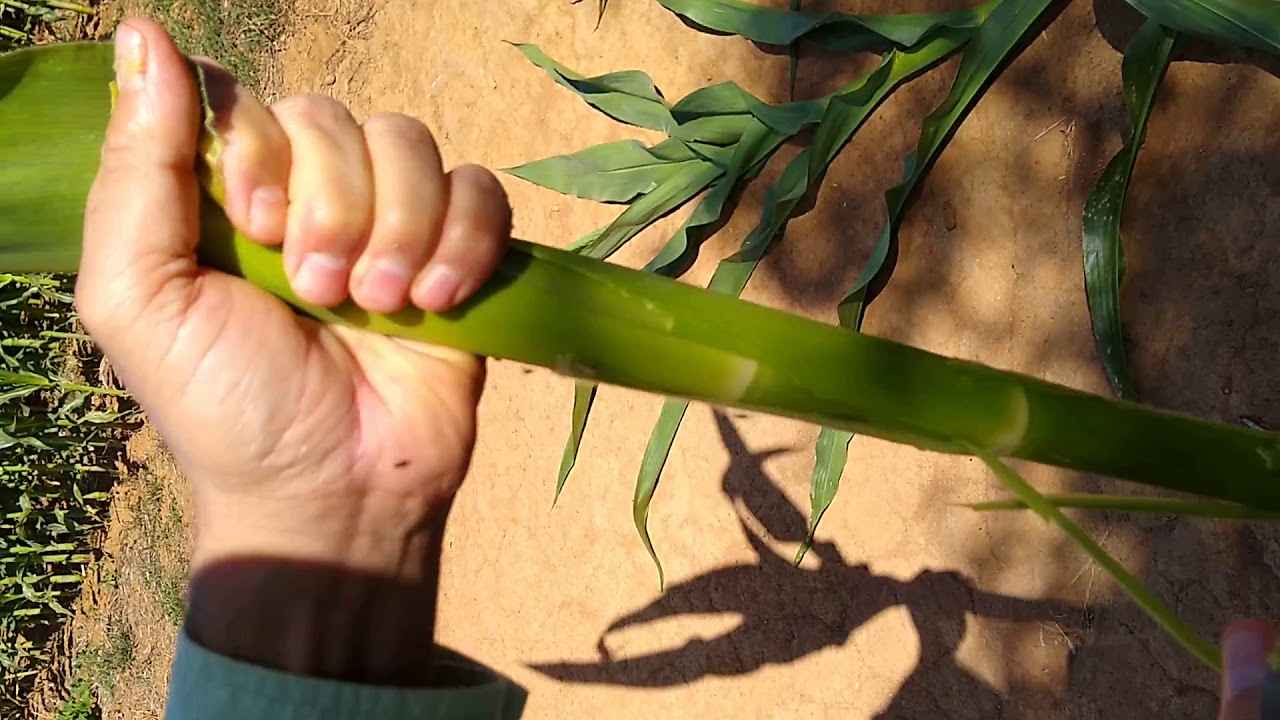 Fenologia da cultura do milho