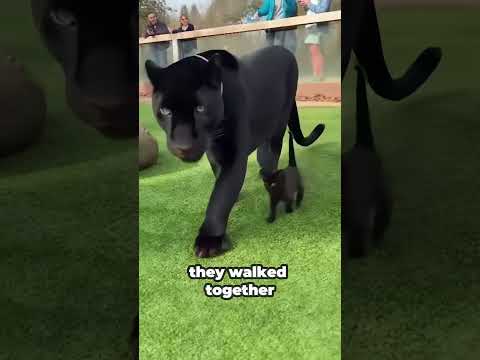 He Fell In The Panther Pit... 🐆😱