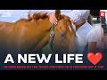 A Second Life ️ Another Coldie S Incredible Journey