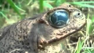 Dangerous Frog eyes look like Alien Worm
