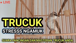 Download lagu SUARA TRUCUK STRES NGAMUK NGEKEK RAPAT BUAT PANCINGAN DAN MASTERAN BURUNG TRUCUKAN mp3 Download lagu SUARA TRUCUK STRES NGAMUK NGEKEK RAPAT BUAT PANCINGAN DAN MASTERAN BURUNG TRUCUKAN mp3