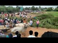 Mudivarthi Village Seniors Ox Race Ox Race Neloore 2022 1 26