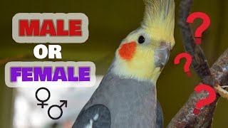 How to tell if a Cockatiel Is Male or Female