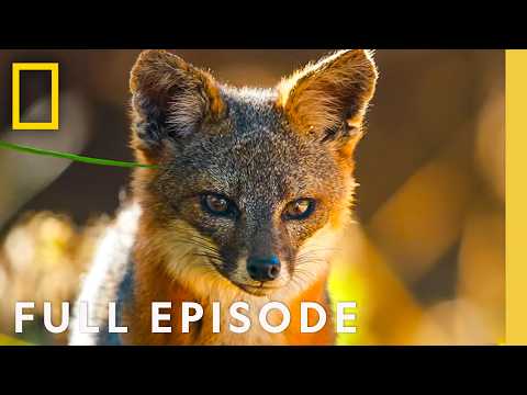 Discover the Channel Islands (Full Episode) | America's National Parks | National Geographic