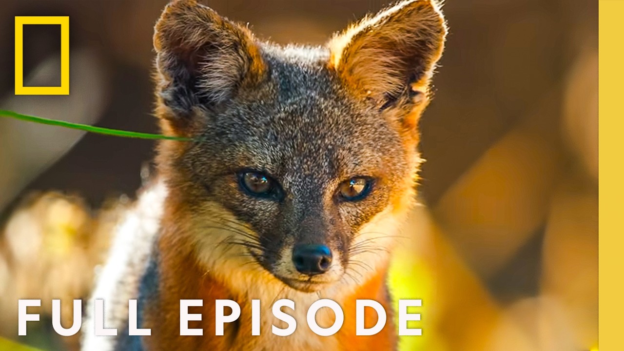 Discover the Channel Islands (Full Episode) | America's National Parks | National Geographic