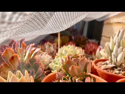 如何幫植物遮陽