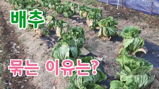 배추 묶는것과 묶지 않는것의 차이는?