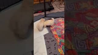 Video preview image #1 Maltipoo (Miniature) Puppy For Sale in Corona, CA, USA