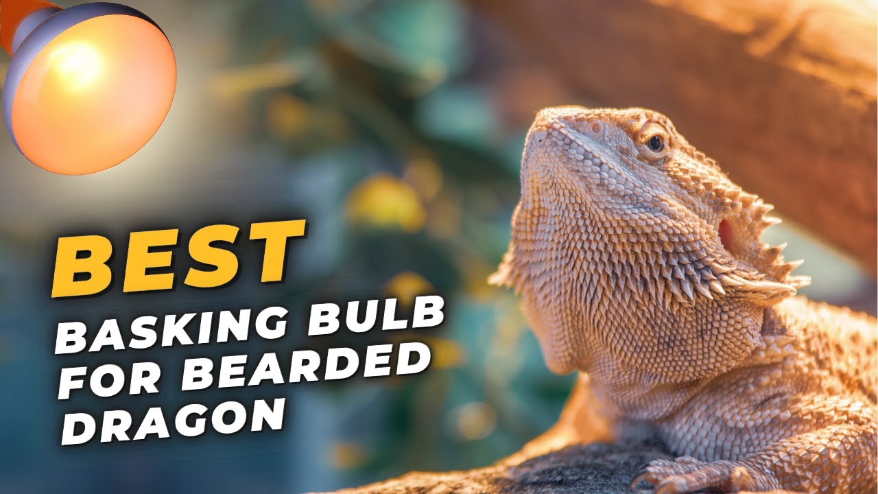 Best Basking Bulb for Bearded Dragon - Experts Choice for Reptiles