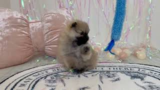 ポメラニアンの動画01