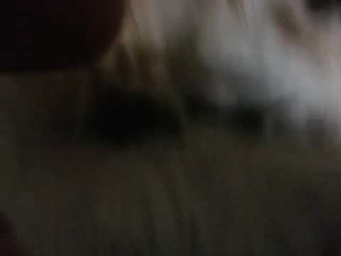 Mi perrita casi durmiendi es adorableeeeee