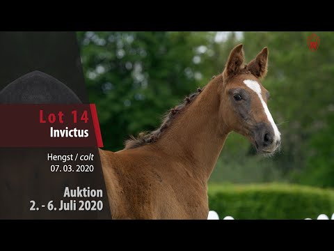 Online Auktion 2.- 6. Juli: Lot 14 Invictus Hengst v. Ideal de la Loge - C Trenton Z