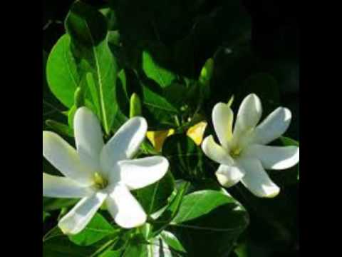 🌺NEI MARETA ARAN NEIEI 2016 BY KIRIBATI@TM🌺