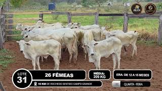 Vídeo LOTE 31