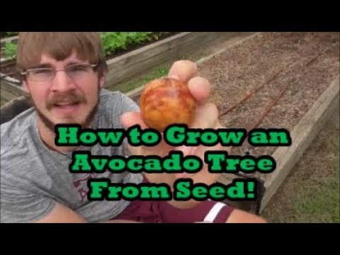 How to Grow an Avocado Tree from Seed! Drop the...