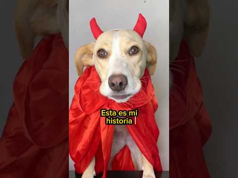 The story of how Beni came into my life #adoptandocompres #puppies