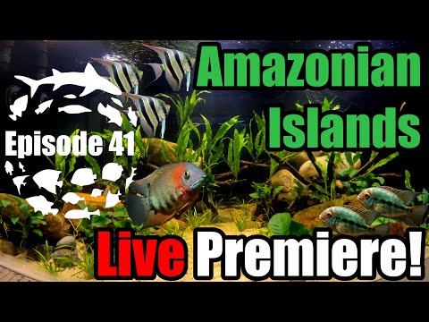 Amazonian Islands 750 Gallon DIY Amazon Cichlid, Plant & Community Aquarium Live Premiere