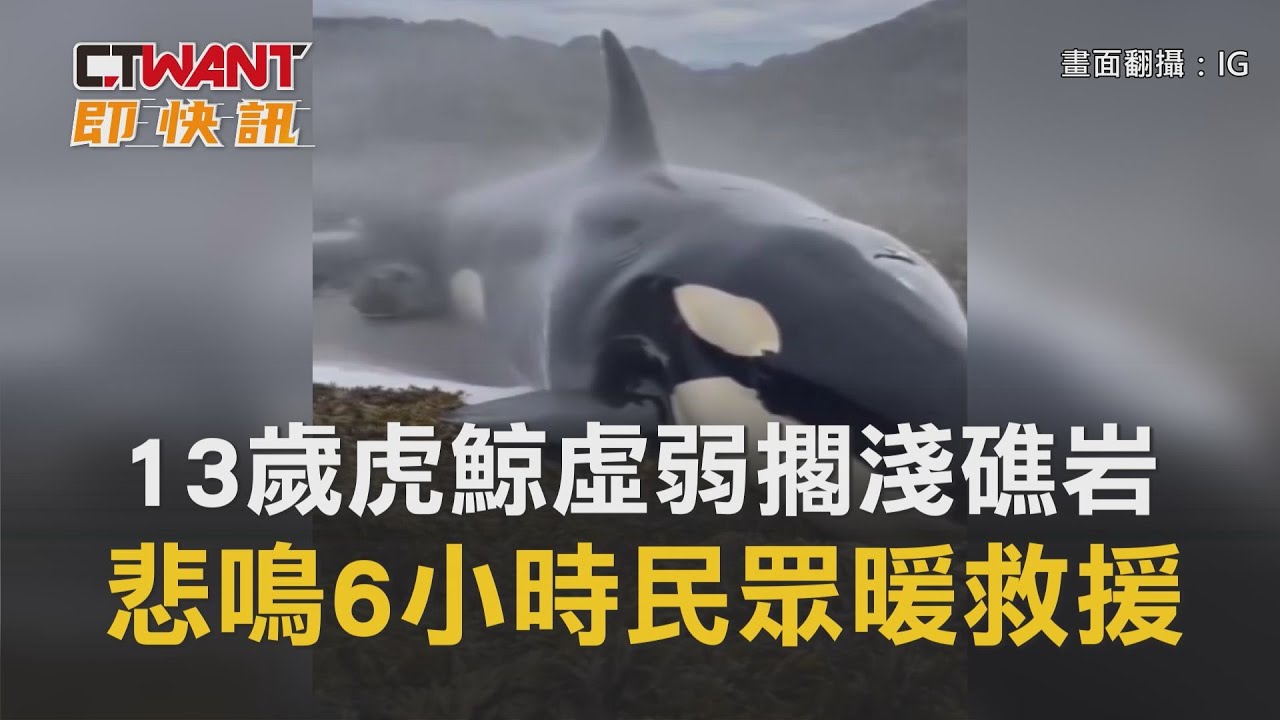 圖說-13歲虎鯨虛弱擱淺礁岩　悲鳴6小時民眾暖救援