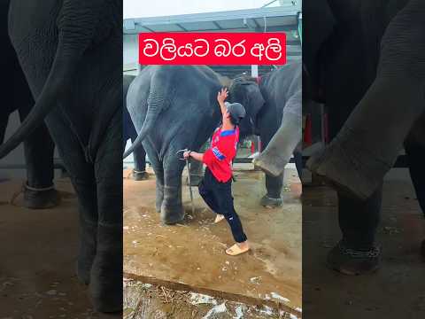 වලියට බර අලි #love elephant 🐘🐘 #short #shorts #elephants