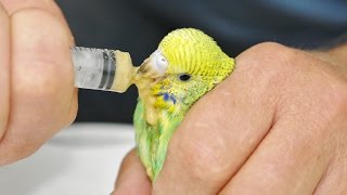 Ручное кормление  попугаев - зачем?