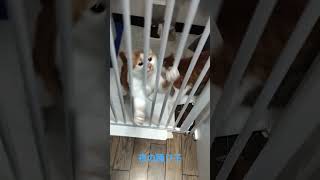 ねこの動画を撮ってみた。思ったのより可愛いかった😍😘🖐️