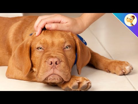 Kann man einen Hund ZU VIEL streicheln?