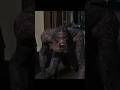 Bhediya Bhediya Bhoot Bhediye Movie Horrorstory Movie Bhediya Shorts