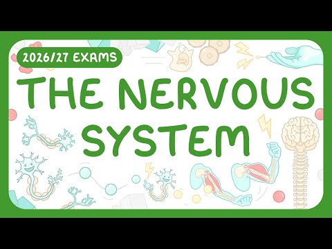 GCSE Biology - The Nervous System | Reflex Arcs Explained (2026/27 exams)