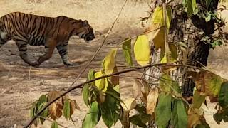 preview picture of video 'Tigers passing by @Ranthambore National Park'