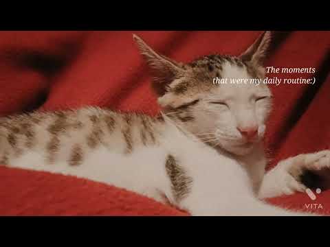 # MY_SlEEPY_CAT_😘🤗❤️💌