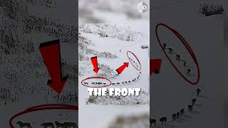 Debunking the Viral Wolf Pack Photo  #animals #wildlife