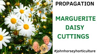 HOW TO TAKE SEMI-RIPE CUTTINGS FROM MARGUERITES - DAISY PROPAGATION