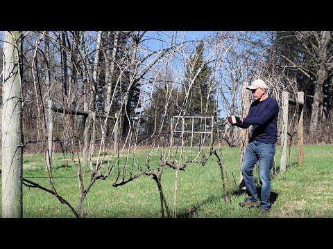 Viticulture - Grapevine Pruning - VSP, Guyot, & How to Convert Mature Vines from one to the other.