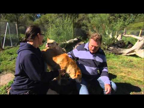 Halls Gap Zoo