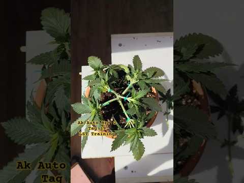 AK Auto 🌿 Tag 19 LST Training #Shorts #YouTubeShorts