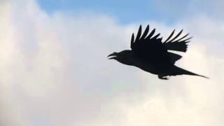 Raven flight in slow motion filmed on iPhone 5s